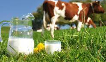 تولید شیر انسانی به واسطه مهندسی ژنتیک در شیر گاوی